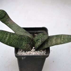 Gasteria batesiana Barberton