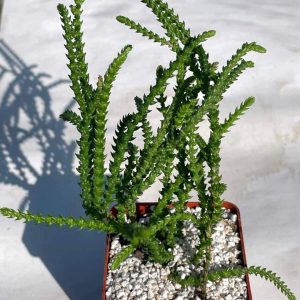 Crassula lycopodioides