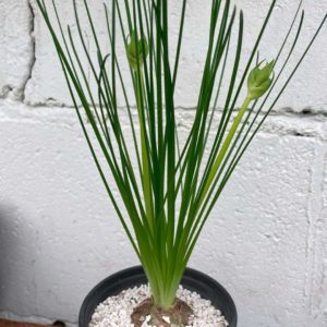 Albuca spiralis