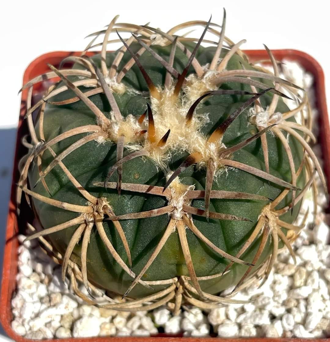 Gymnocalycium spegazzinii var. punillense