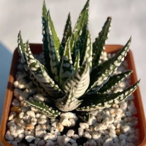 Haworthia fasciala «Alba»