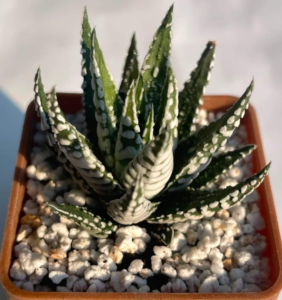 Haworthia fasciala «Alba»