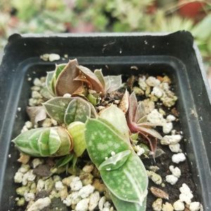 Gasteria minima f. variagata