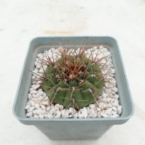 Gymnocalycium moserianum