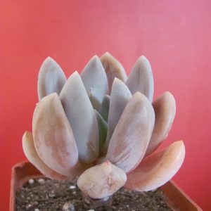 Pachyveria fittkaui