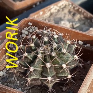 Gymnocalycium anisitsii