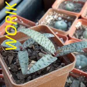 Ledebouria socialis