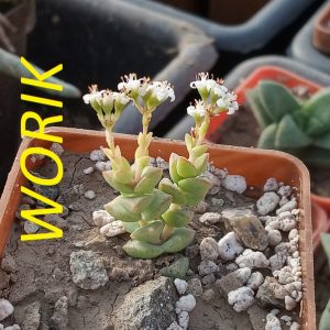CRASSULA 'TOM THUMB'
