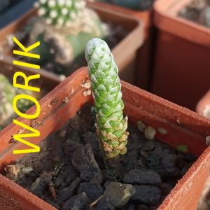 Avonia buderiana v. multiramosa