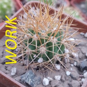 Hybrid Matucana madisoniorum X Morawetzia sericata