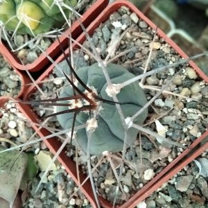 G. spegazzinii v. horizontalonius -s