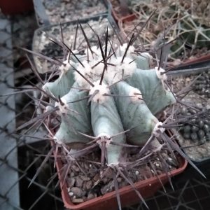 Echinocactus platyacanthus DJF623 -MG- s