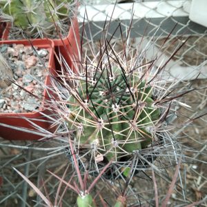 Lobivia pugionacantha DJF449 x L. ferox LF100 -seeds-семена-