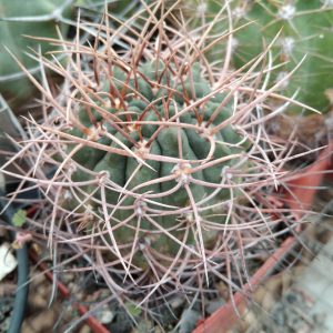 G. guanchinense -Sierra Famatima- s
