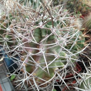 Echinocereus triglochidiatus v. subnudus HK1040 -s