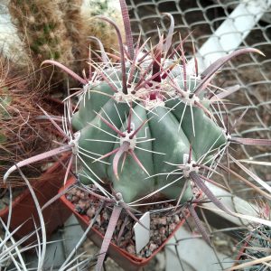 Ferocactus peninsulae -MG- s