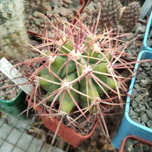 Ferocactus cylindraceus v. eastwoodiae -MG- s