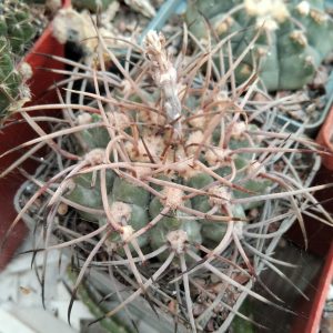 Gymnocalycium mosserianum -Koehres- s