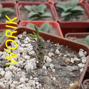 Tylecodon buchholzianus