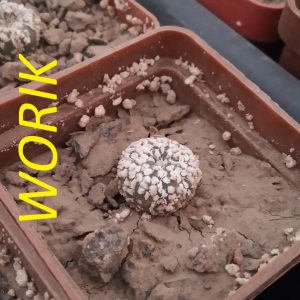 Astrophytum asterias cv. superkabuto