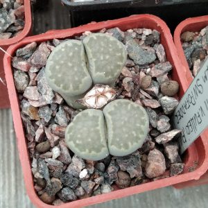 Lithops julii v. fulleri "FULLERGREN" C56A- s