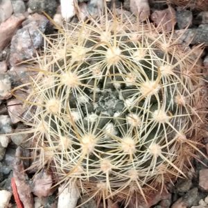Neoporteria multicolor -s
