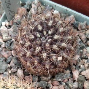 Neoporteria multicolor -s