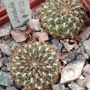 Sulcorebutia spec.HS221 -s