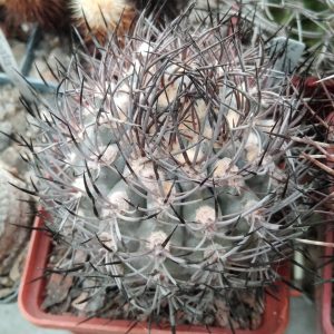 Pyrrhocactus marayensis -seeds-семена-