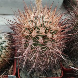Neoporteria mammillarioides -MG- seeds-семена-