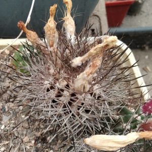 Neoporteria eriocephala KK1173 -seeds-семена-