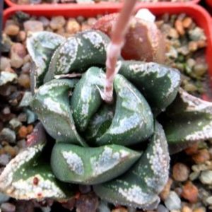 haworthia hybrid  seeds