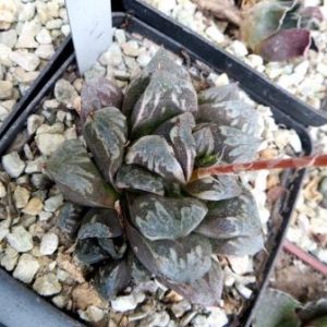 haworthia japanese hybrids seeds