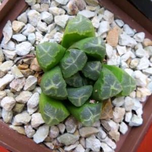 haworthia maughanii hybrid seeds