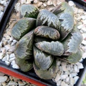 haworthia japanese hybrids seeds