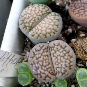 1597 MG lithops hallii C 22