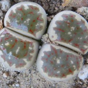 lithops dorotheae