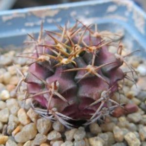 gymnocalycium damsii