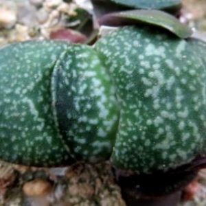 gasteria armstrongii Renny Wong