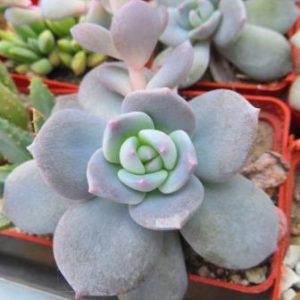 echeveria laui hybrid