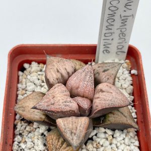 Haworthia splendens "Princess Kazunomiya"