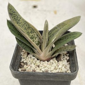 Gasteria cv. «little warty»