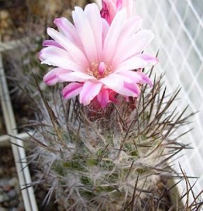 Neoporterria floccosa -seeds-семена-