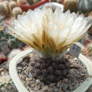 Thelocephala glabrescens - PP - (Копировать)