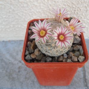 Mammillaria lasiacantha SB 414 - pink spines, - MG - seeds - (cемена)