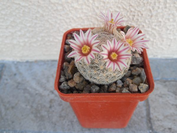 DSCN4710