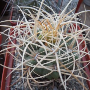 Gymnocalycium monvillei - v. steineri LF 95 A - Nina Paula - зразок -