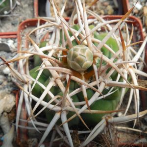 Gymnocalycium ferox - селекция СССР - seeds - (семена)