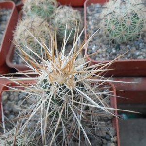 Echinocereus engelmanii - v.chrysocentrus - Indian Springs, NV. super spines - MG -
