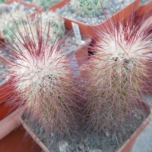 Echinocereus russanthus SB 420 - Brewster Co. Tx. - MG - 2 головы